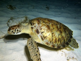 Green Sea Turtle IMG 3194